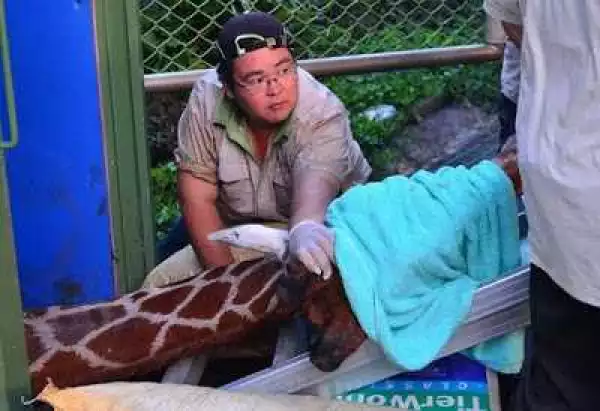 Photos: Terrified Giraffe Dies From Panic Attack After Being Caged For Transport In A Zoo